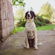 Load image into Gallery viewer, Fruit Collar and Bracelet Bundle (PRE-ORDER)